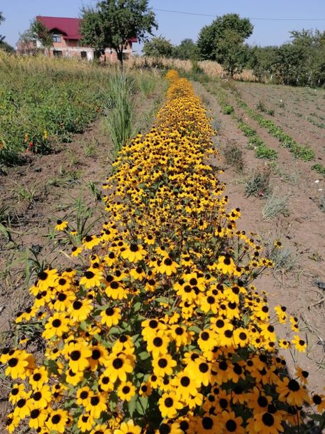 IMG-20231016-WA0008 - Gailardia și rudbechia