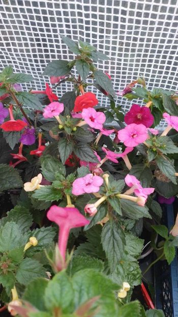 received_204828852628158 - 0 Achimenes 2023