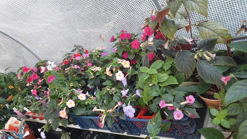 received_7018589294841386 - 0 Achimenes 2023