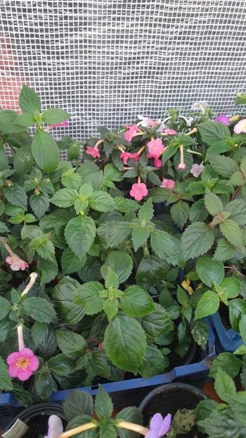 received_1032573778168432 - 0 Achimenes 2023