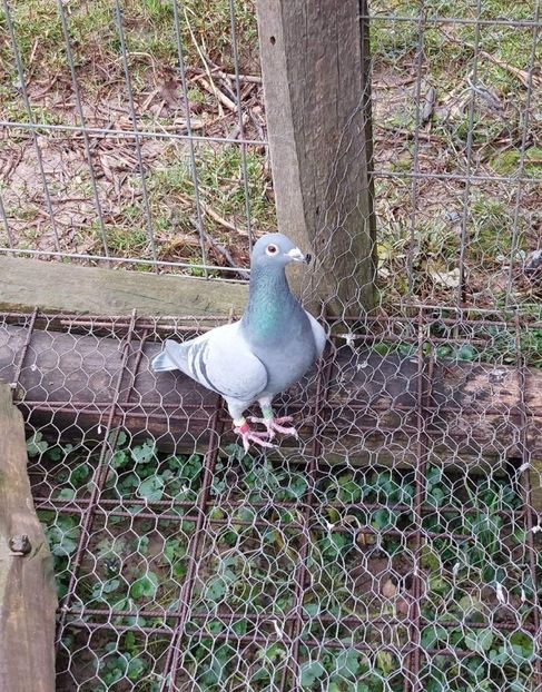 Screenshot_20230826_074636_Gallery - Vânzare -Maraton !