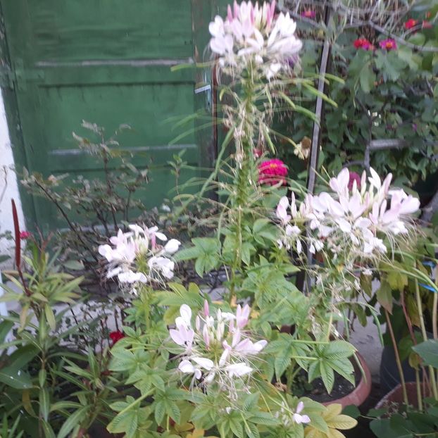  - FLORICELE PE CAMPII