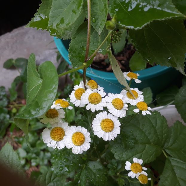 Spilcuță - FLORICELE PE CAMPII