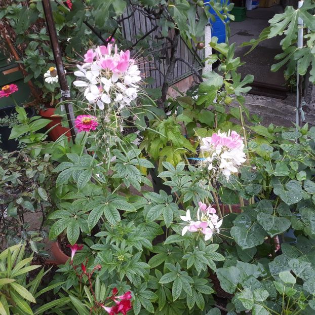  - FLORICELE PE CAMPII