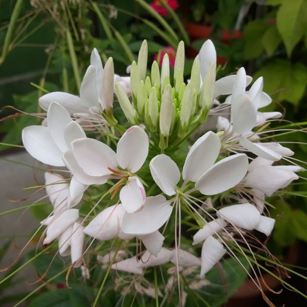  - FLORICELE PE CAMPII