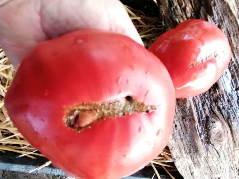  - SEMINTE ROSII - T 854 CREATA GIGANT