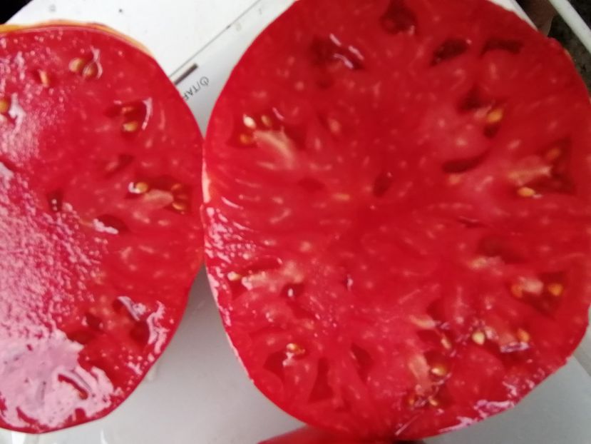  - SEMINTE ROSII - T 854 CREATA GIGANT