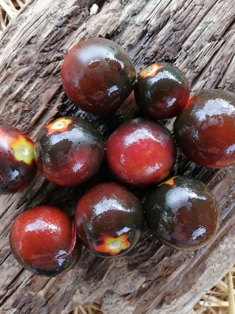  - SEMINTE ROSII - T 1012 HELSING JUNCTION BLUE