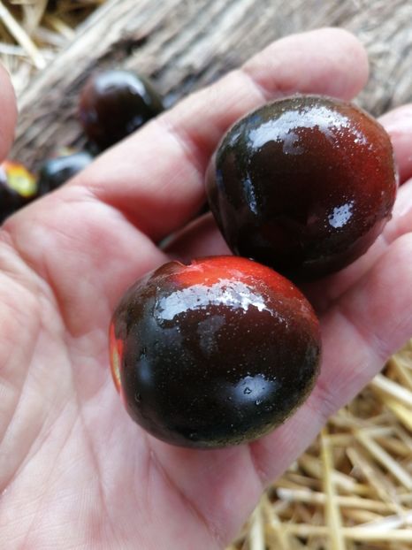  - SEMINTE ROSII - T 1012 HELSING JUNCTION BLUE