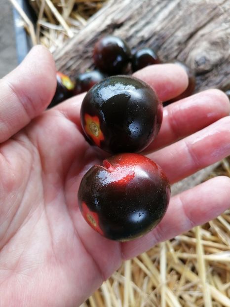  - SEMINTE ROSII - T 1012 HELSING JUNCTION BLUE