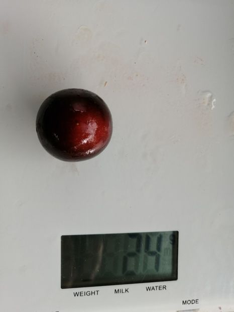  - SEMINTE ROSII - T 1012 HELSING JUNCTION BLUE