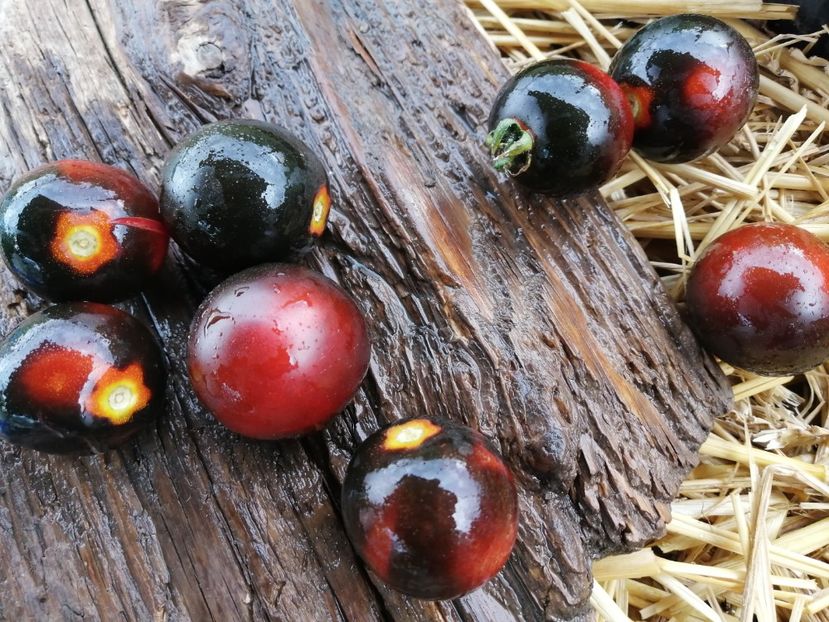  - SEMINTE ROSII - T 1012 HELSING JUNCTION BLUE