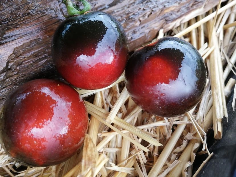  - SEMINTE ROSII - T 1012 HELSING JUNCTION BLUE