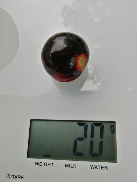  - SEMINTE ROSII - T 1012 HELSING JUNCTION BLUE