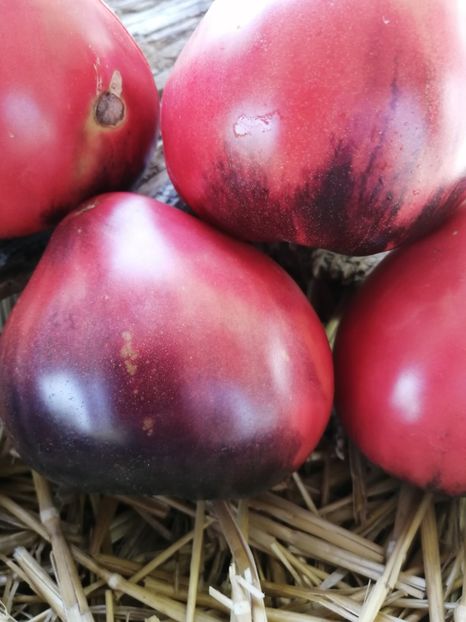  - SEMINTE ROSII - T 328 SGT PEPPER