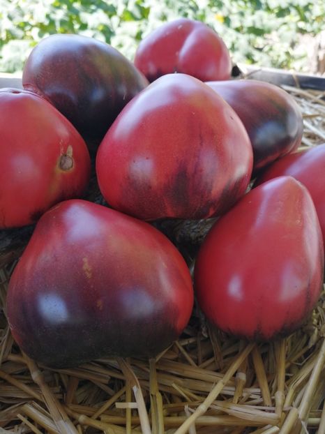  - SEMINTE ROSII - T 328 SGT PEPPER