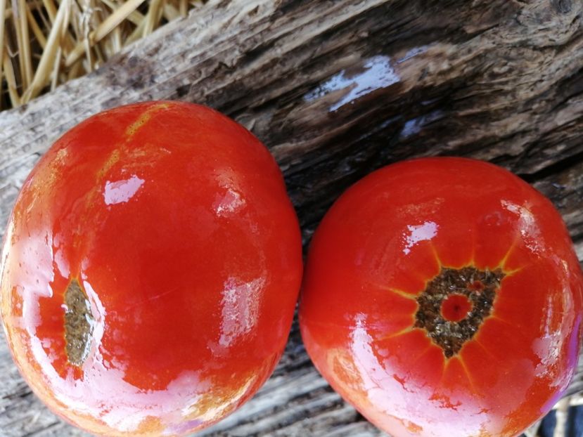  - SEMINTE ROSII - T 1003 ROSII DE GRADINA