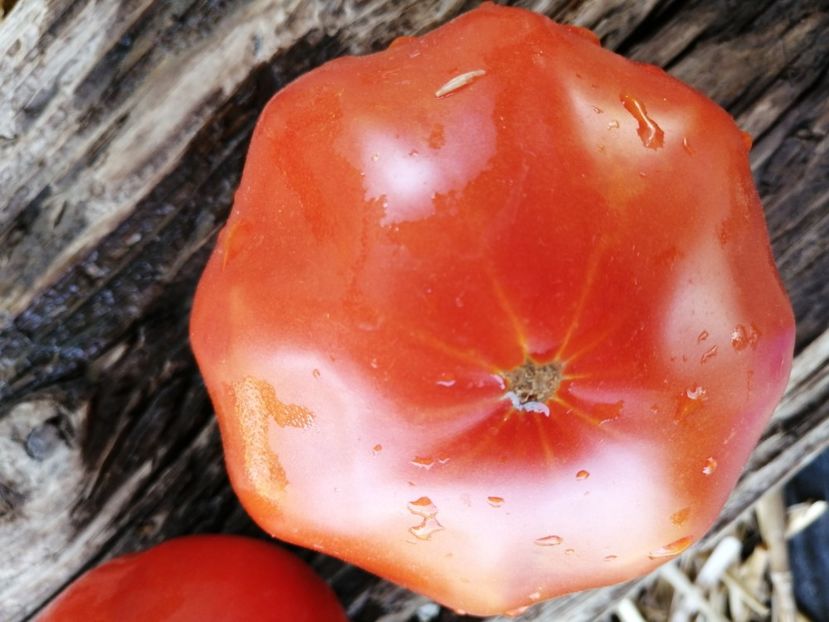  - SEMINTE ROSII - T 1014 ISABEL Ion