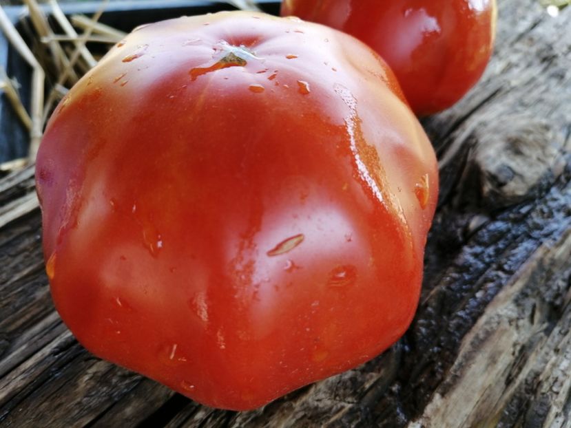  - SEMINTE ROSII - T 1014 ISABEL Ion