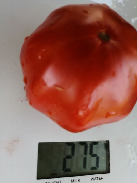  - SEMINTE ROSII - T 1014 ISABEL Ion