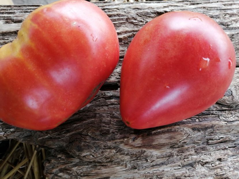  - SEMINTE ROSII - T 996 LILA - Ion