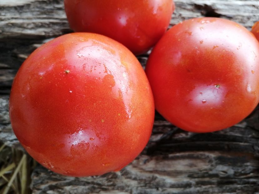  - SEMINTE ROSII - T 1017 IGELDO Ion