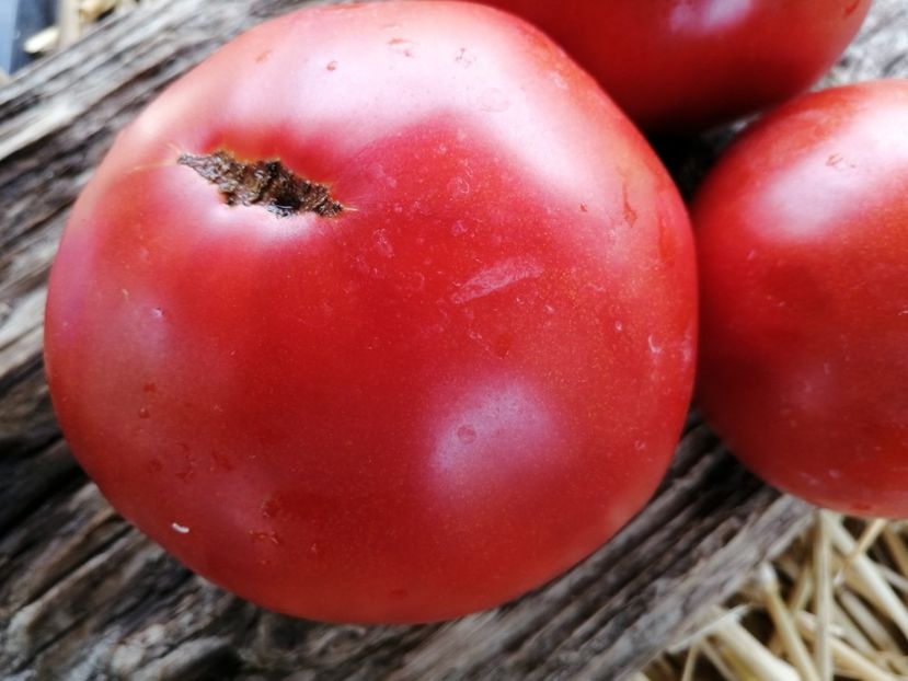  - SEMINTE ROSII - T 1008 GRASA DE TELEORMAN Che