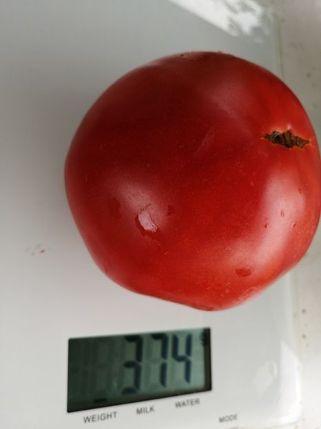  - SEMINTE ROSII - T 1008 GRASA DE TELEORMAN Che