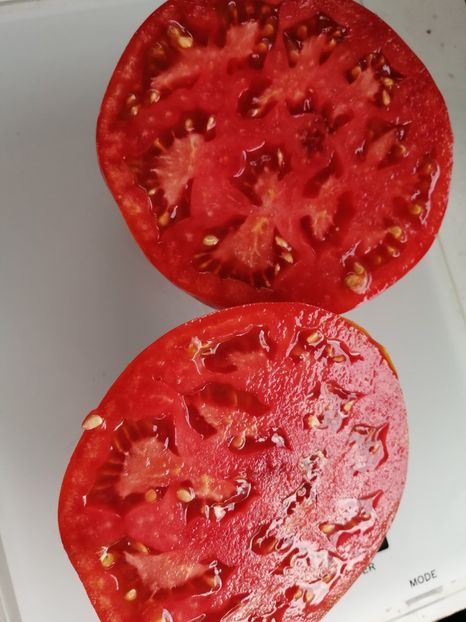  - SEMINTE ROSII - T 1008 GRASA DE TELEORMAN Che