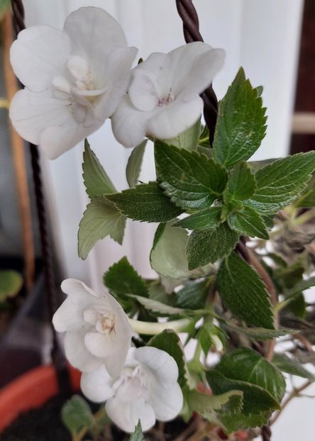  - Double Picotte Rose
