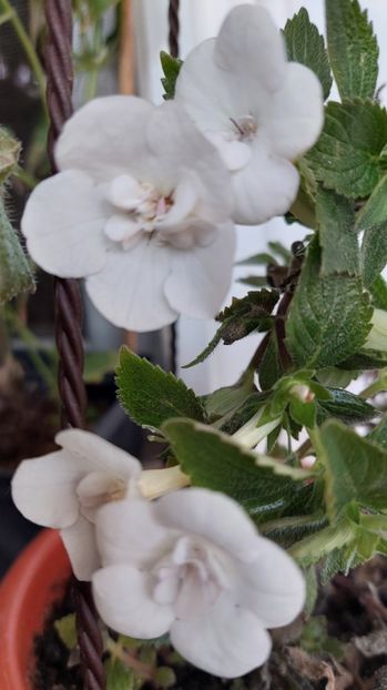  - Double Picotte Rose