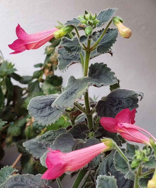  - Northwoods Sunburst