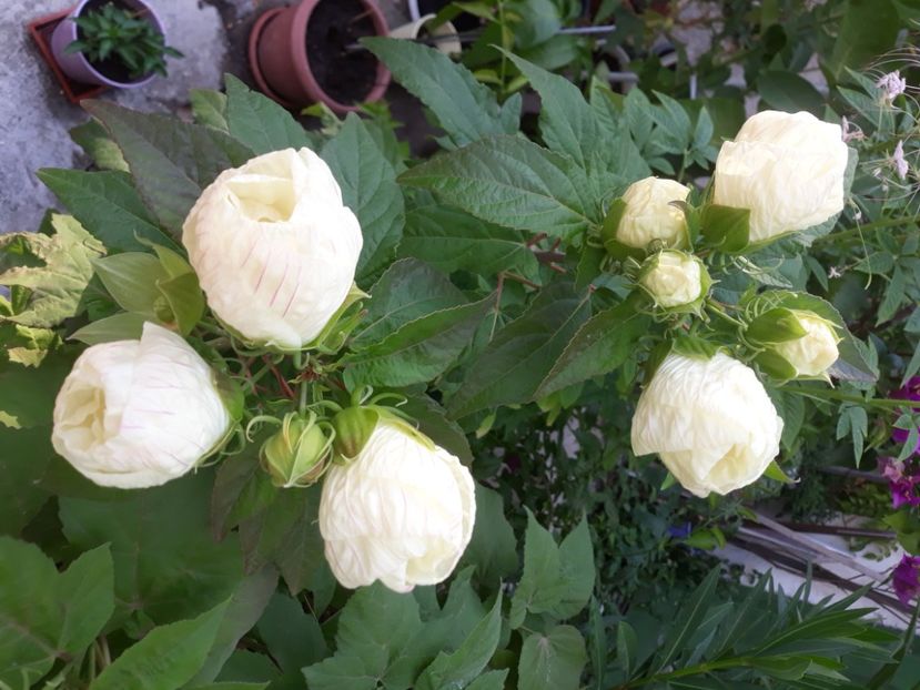  - Moscheutos Summerific