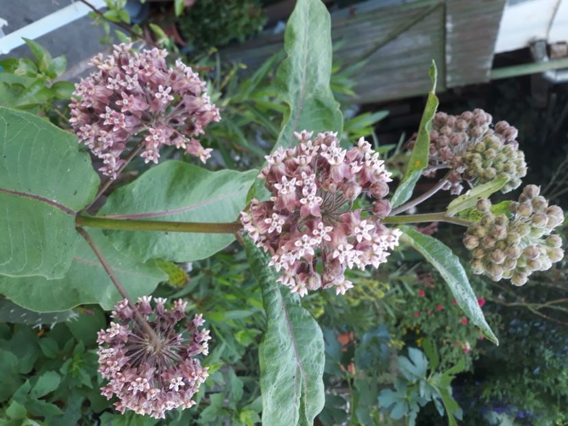  - Asclepias siryaca - papagal
