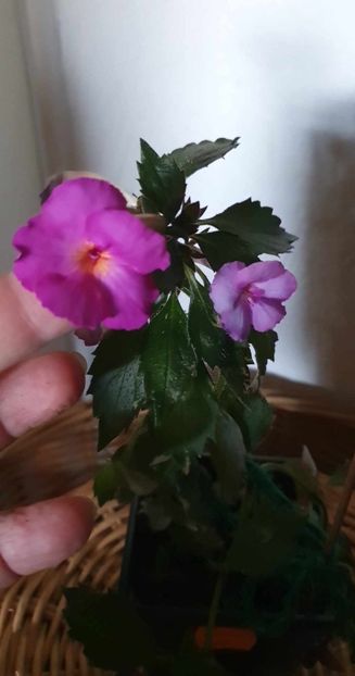 received_141520315690993 - Oxigen