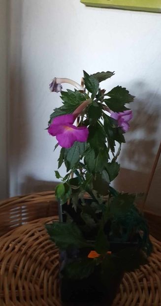 received_632277455772753 - Oxigen