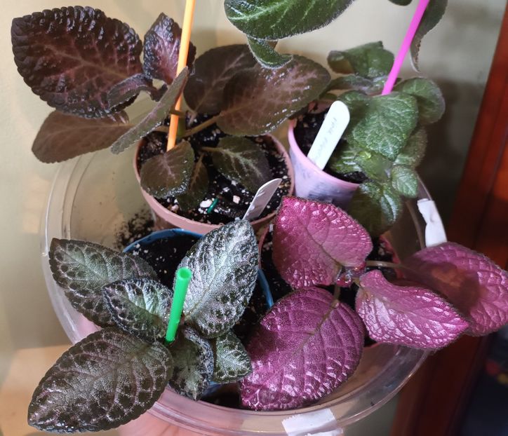 Crescute in cutia de tort - Episcia - a opta minune a lumii