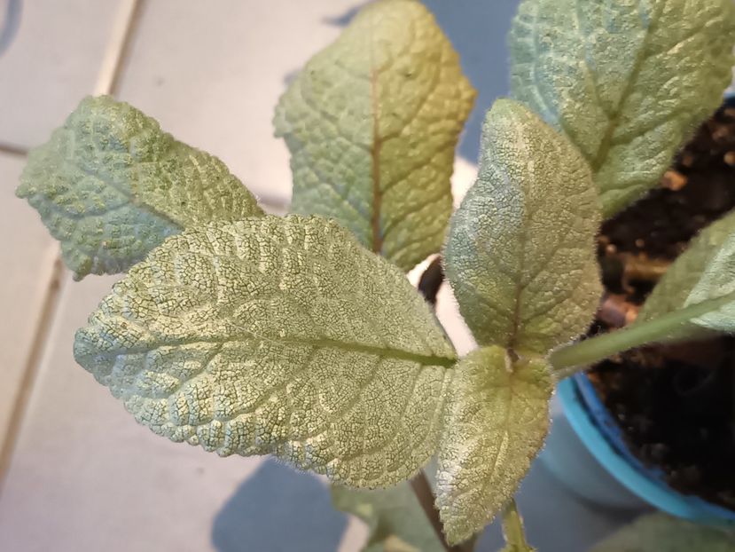  - Episcia - a opta minune a lumii