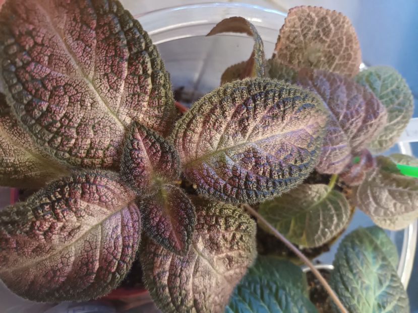  - Episcia - a opta minune a lumii