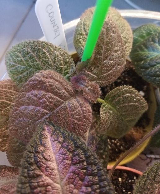  - Episcia - a opta minune a lumii