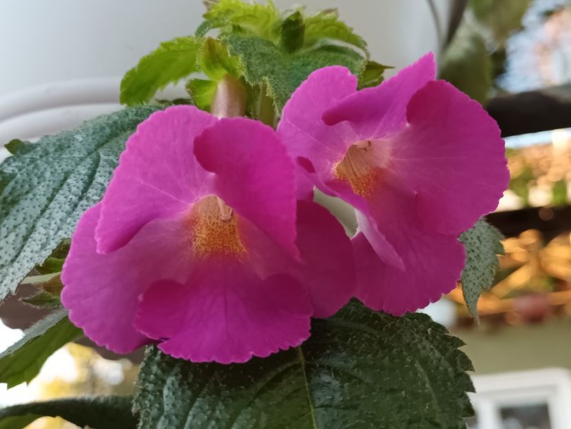  - Achimenes și Achimenantha 2023