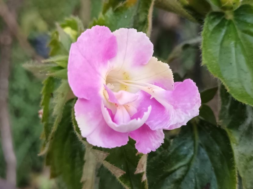  - Achimenes și Achimenantha 2023