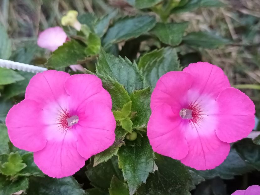  - Achimenes și Achimenantha 2023