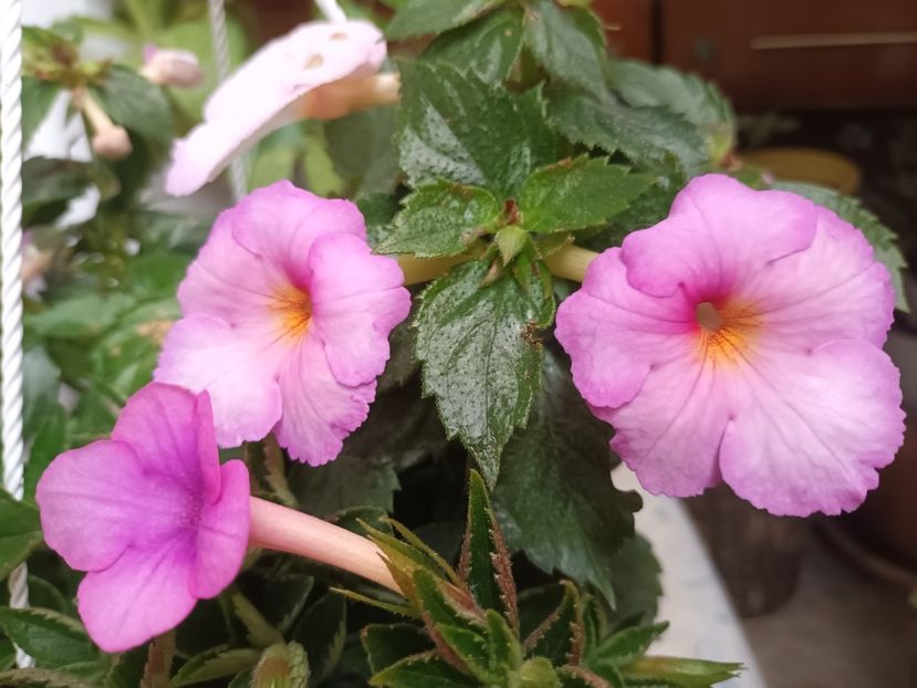 BriDs Marianne (sus) - Achimenes și Achimenantha 2023