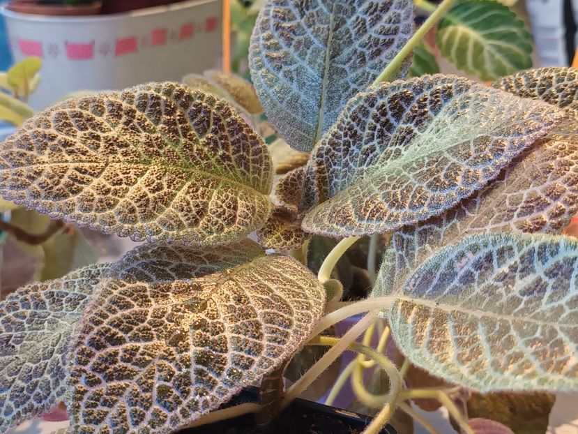 Jim_s curly - Episcia