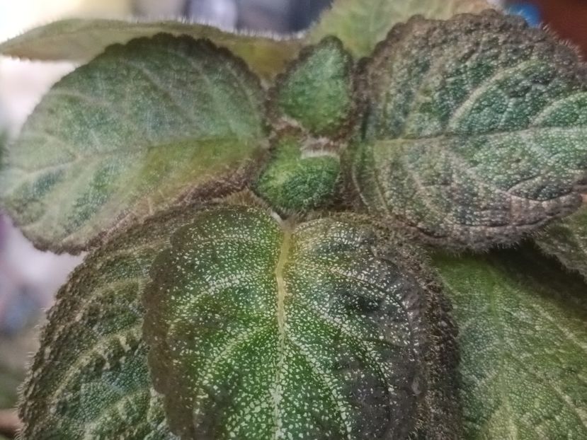  - Episcia