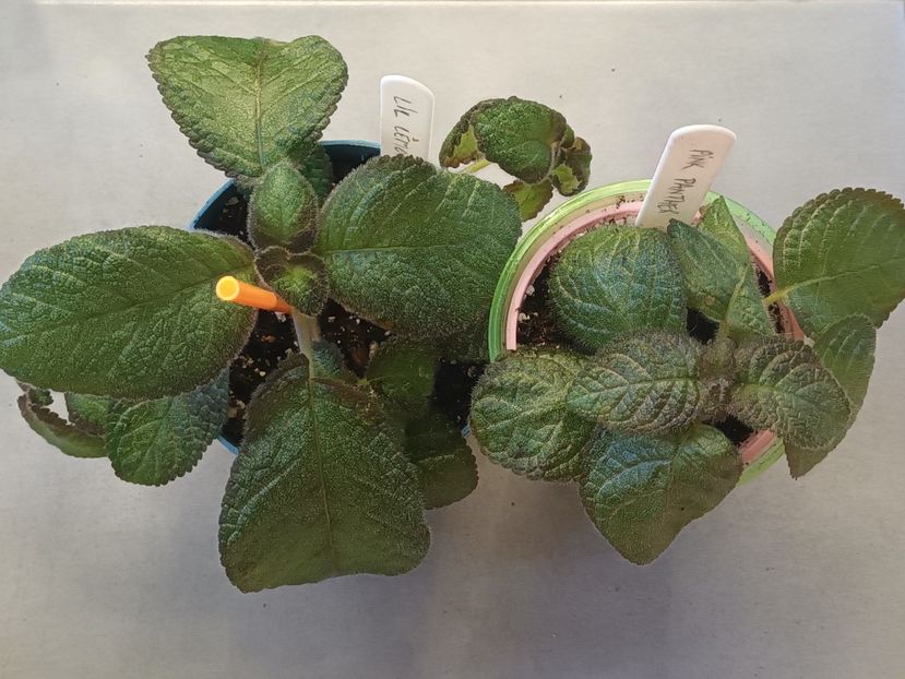  - Episcia