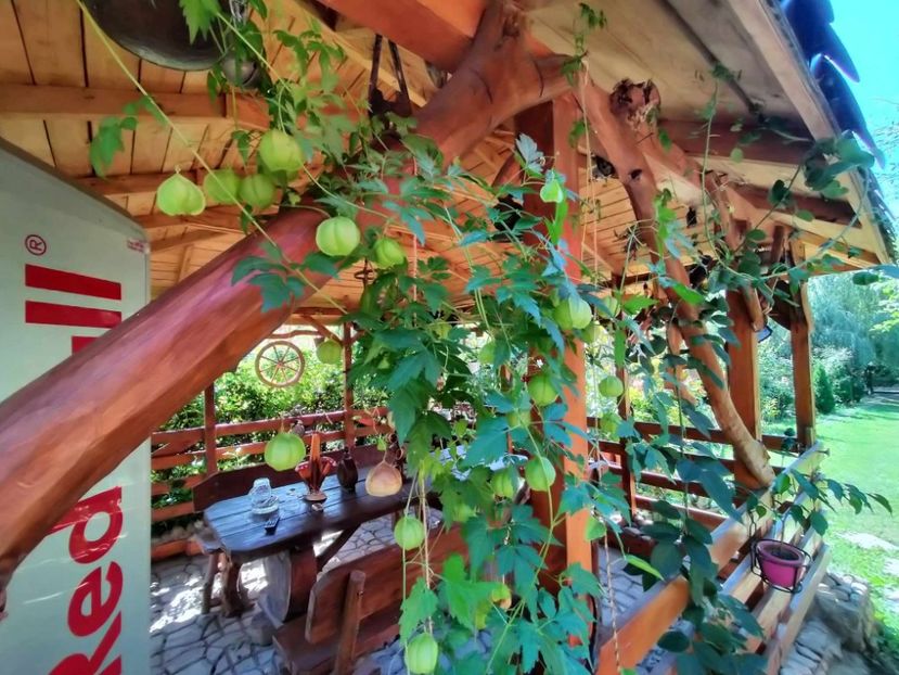 planta balon - Toamna 2023