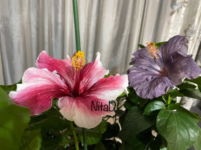  - 001 - Hibiscusi 2023