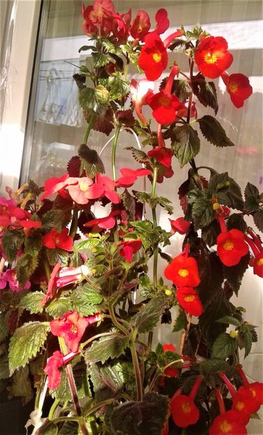  - 000018 ACHIMENES